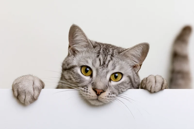 Grey tabby cat peeking over white blank sign with paws and yellow eyes visible