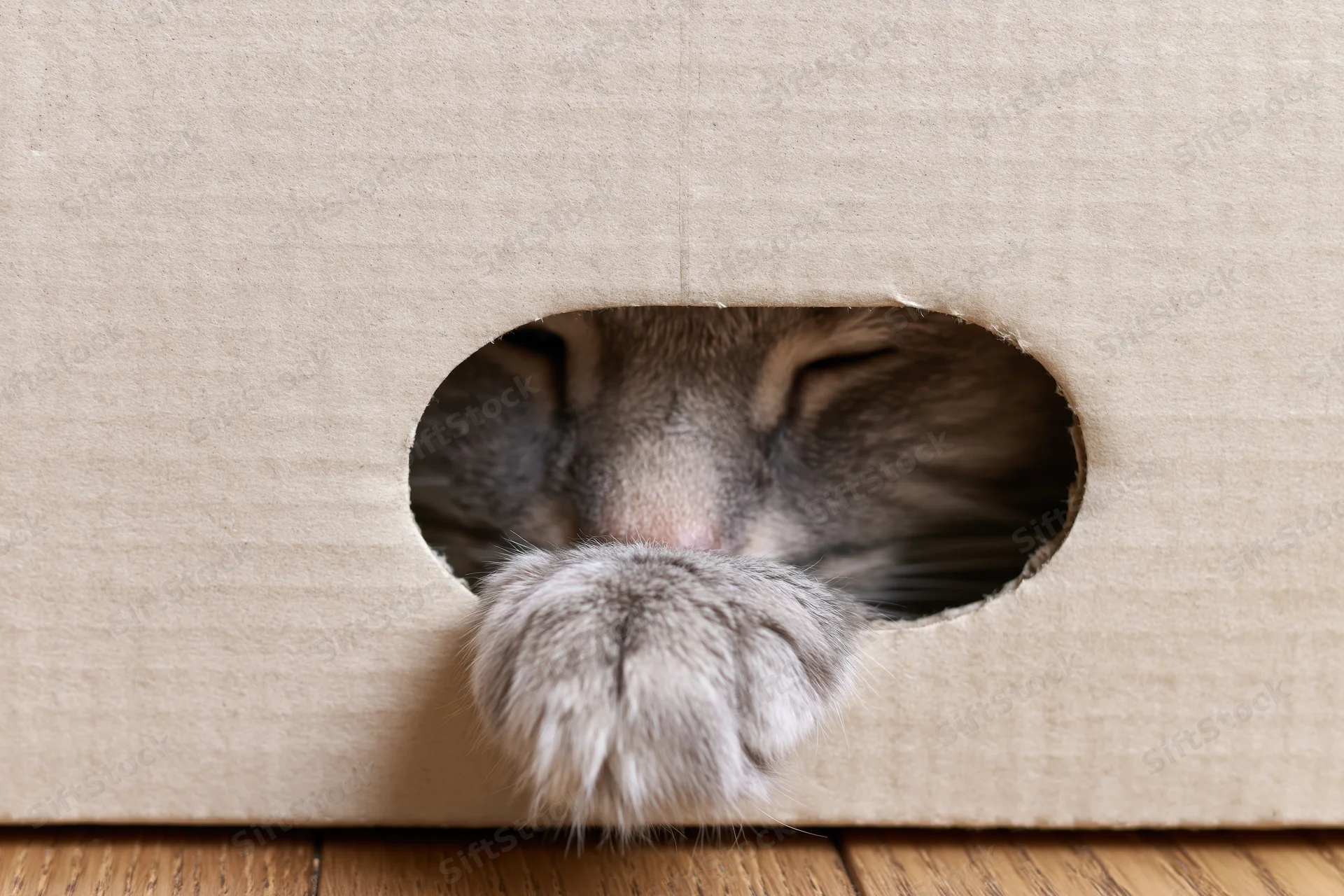 Grey tabby cat peeking through oval hole in cardboard box with paw extended, indoor home setting
