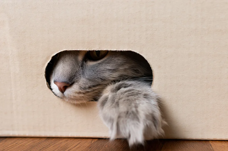 Grey tabby cat peeking through oval hole in cardboard box on wooden floor