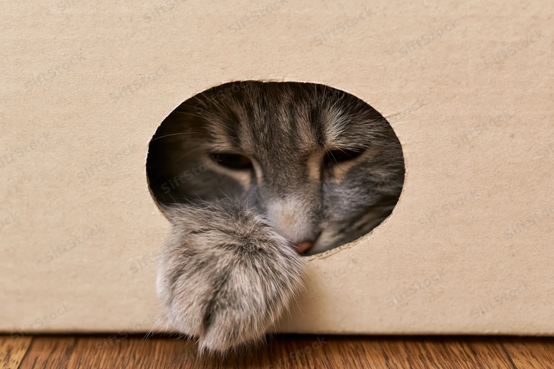Grey tabby cat peeking through oval hole in cardboard box with paw extended