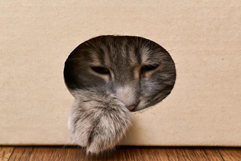 Grey tabby cat peeking through oval hole in cardboard box with paw extended