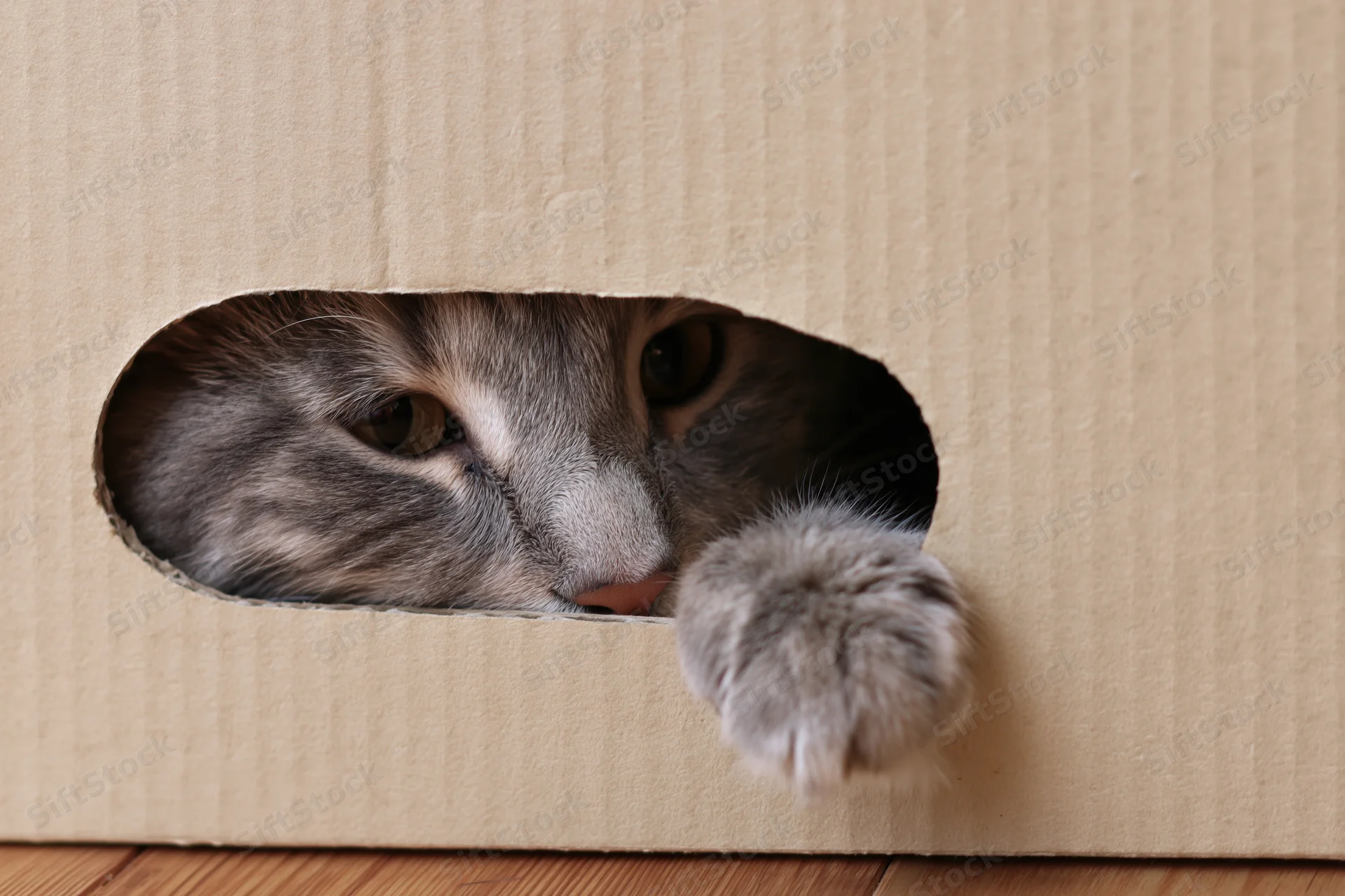 Grey tabby cat peeking through oval hole in cardboard box with paw extended