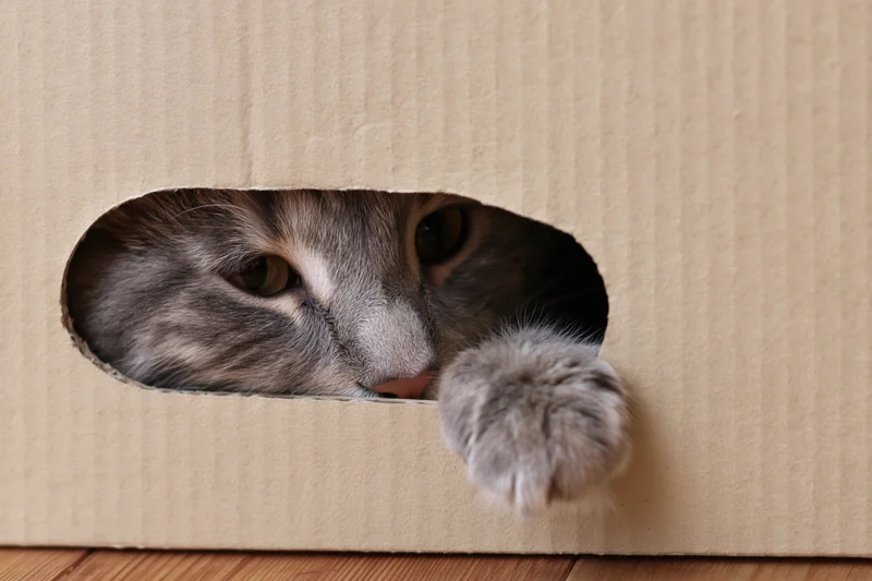 Grey tabby cat peeking through oval hole in cardboard box with paw extended