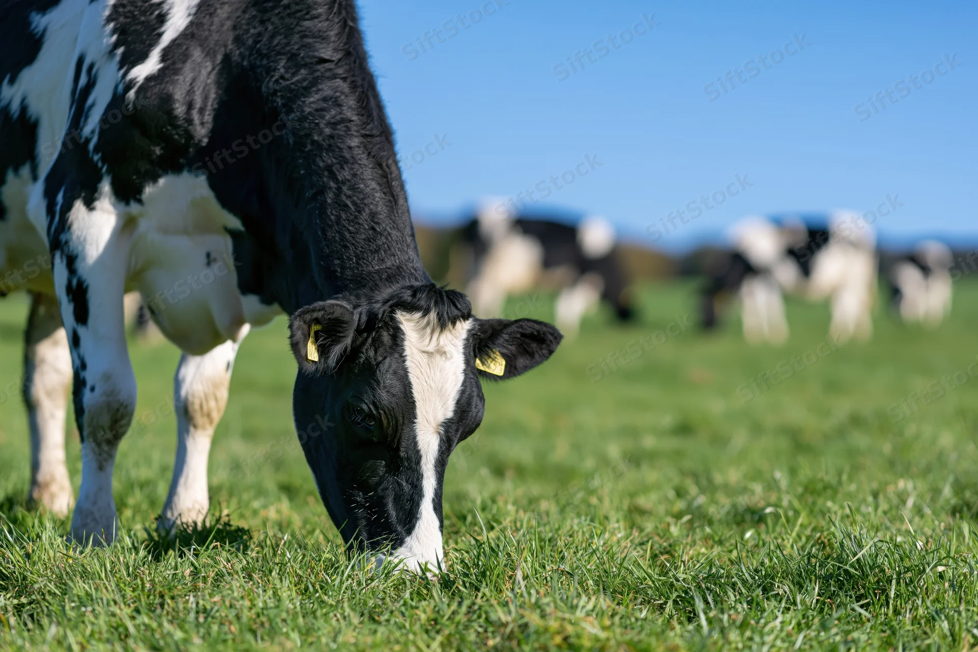 Holstein cow grazing on lush green pasture with herd in background