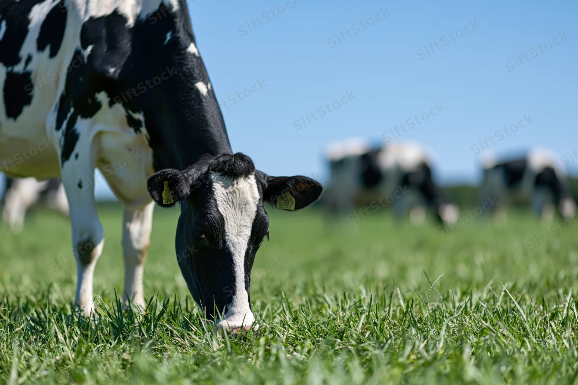 Holstein cow grazing on lush green pasture under clear blue sky