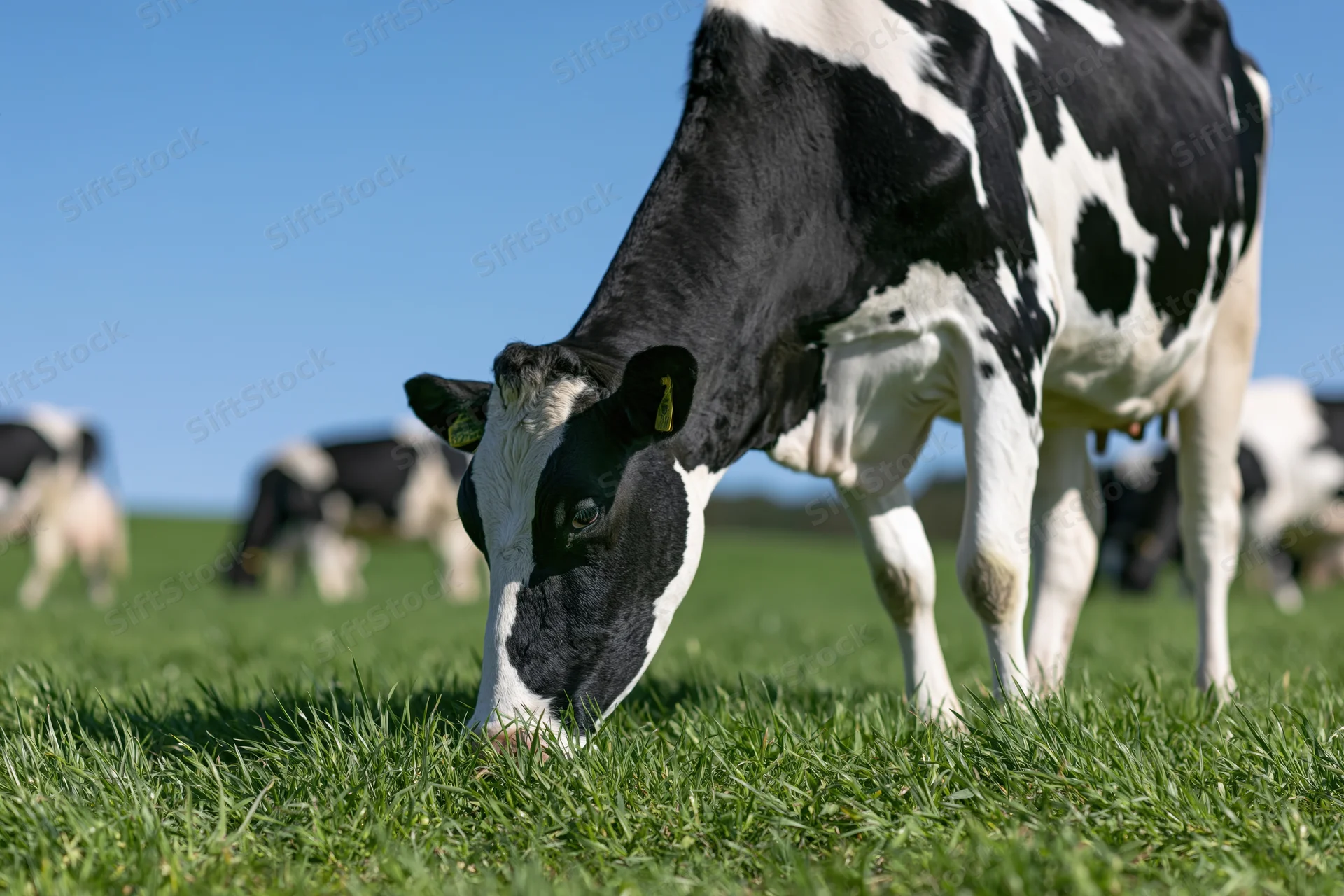 Holstein cow grazing on lush green pasture under clear blue sky
