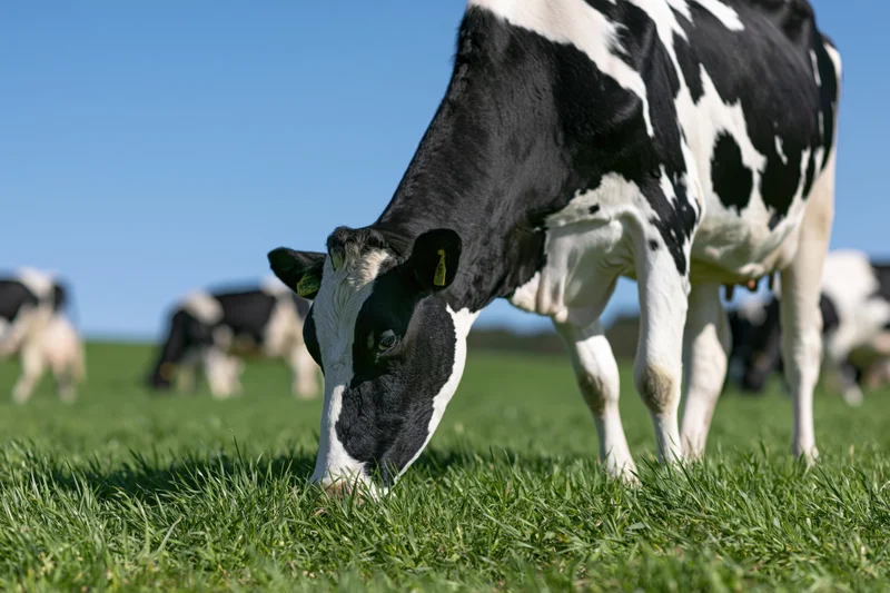 Holstein cow grazing on lush green pasture under clear blue sky