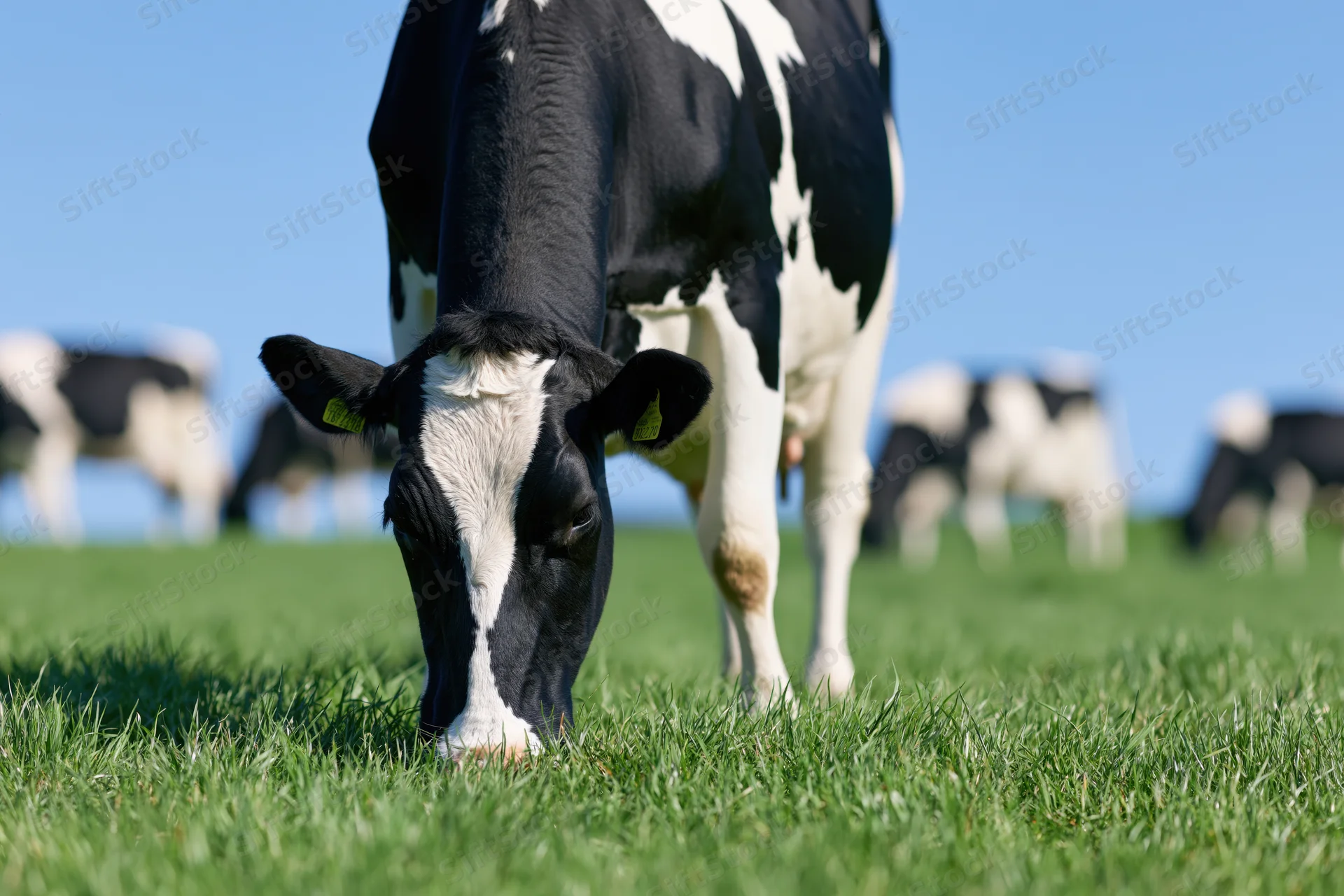 Holstein cow grazing on lush green pasture with herd in background