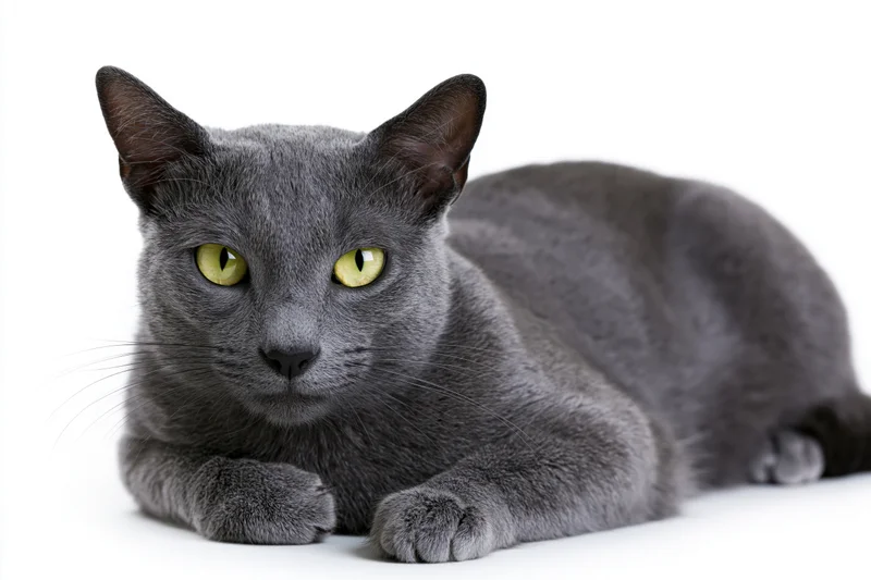 Gray korat cat lying down with paws extended facing forward on white background