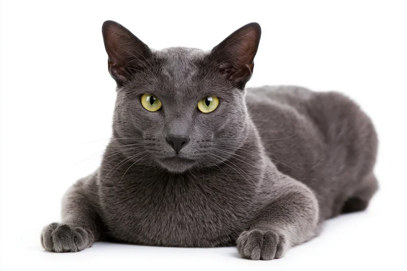 Gray korat cat lying down with paws extended facing forward on white background