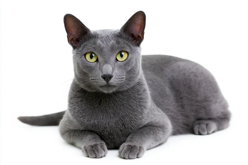 Gray korat cat lying down with paws extended facing forward on white background