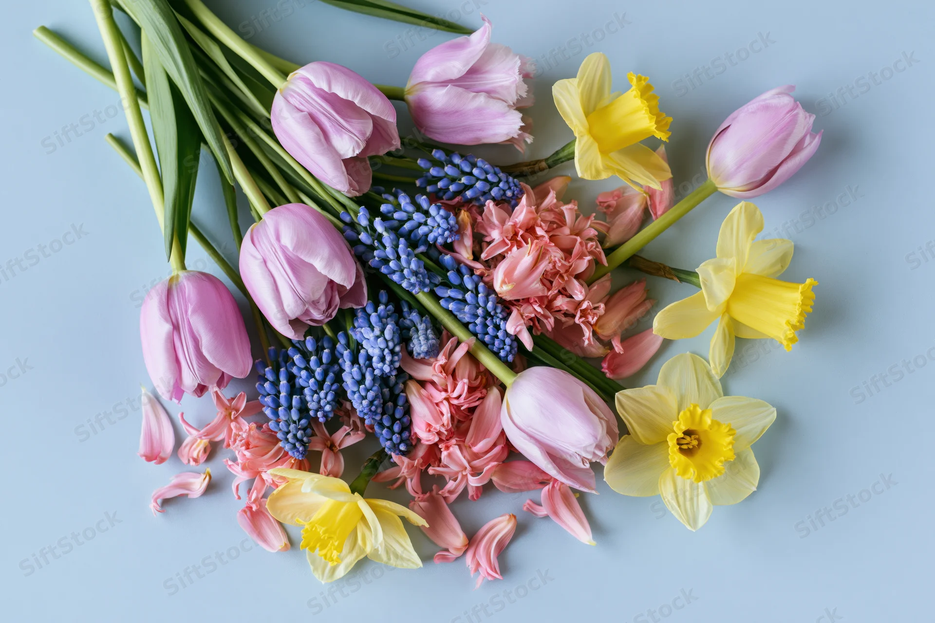 Loose arrangement of pink tulips, blue muscari, and yellow daffodils on a light blue surface
