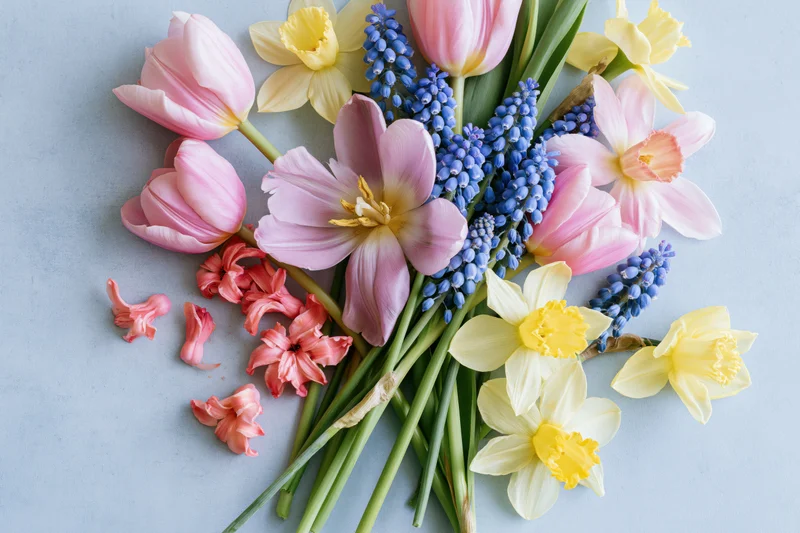 Loose arrangement of pink tulips, blue muscari, and yellow daffodils on a light gray surface