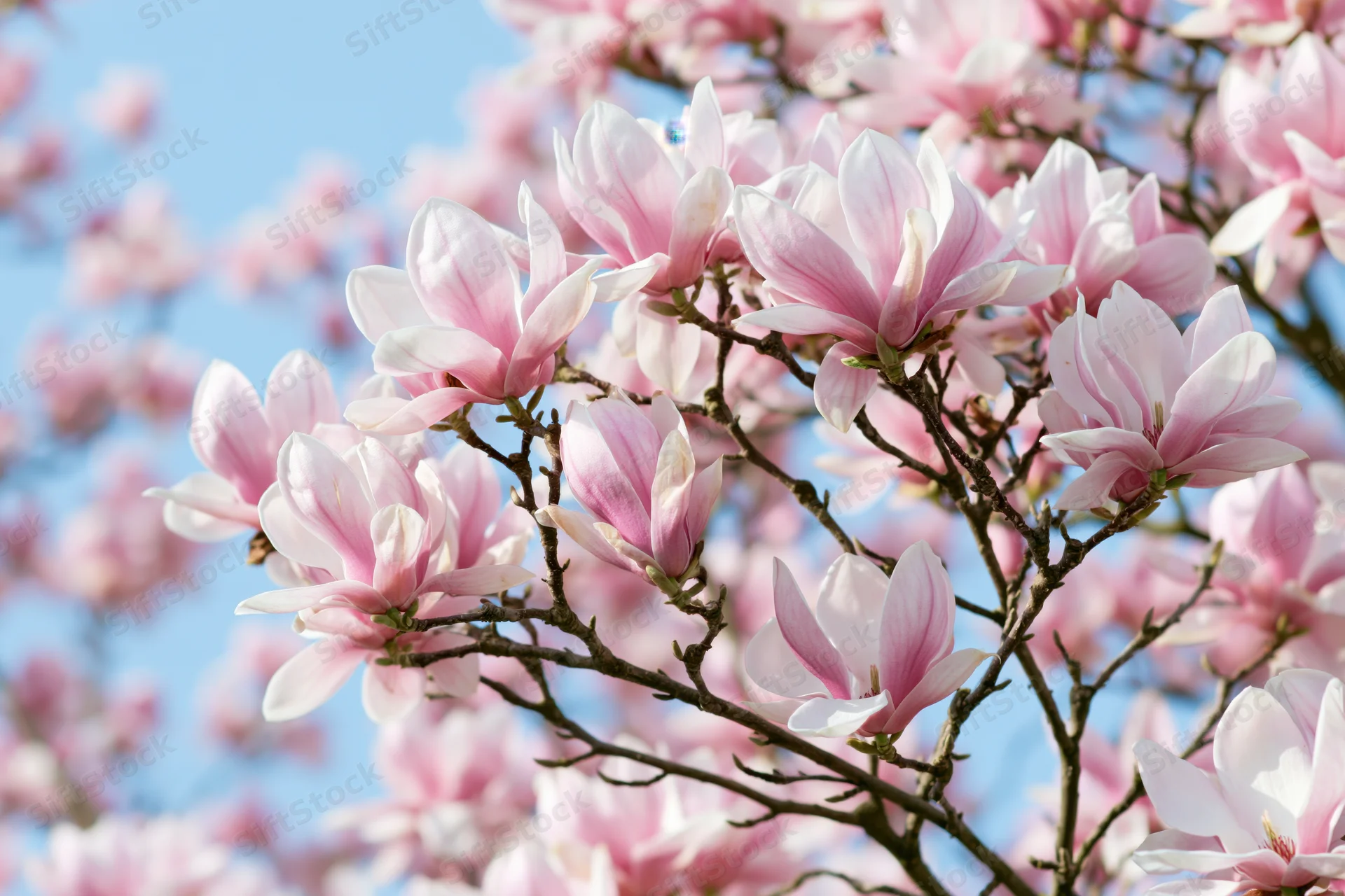Magnolia tree branches in full bloom against a clear blue sky