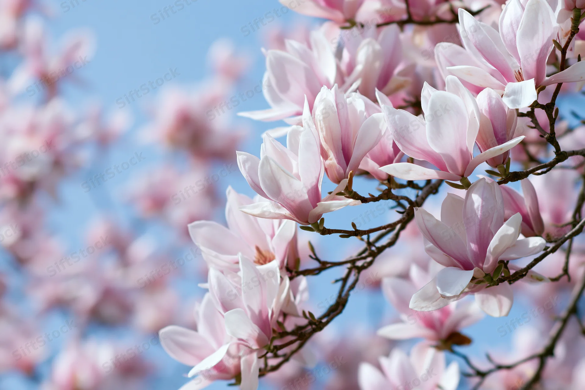 Magnolia blossoms in full bloom on branches against a clear blue sky