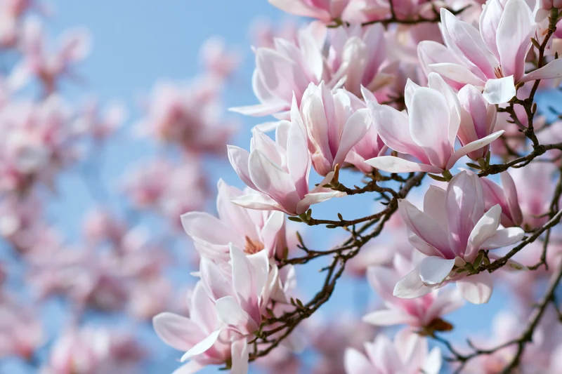 Magnolia blossoms in full bloom on branches against a clear blue sky