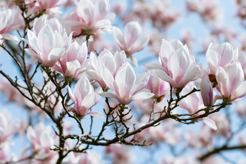 Magnolia tree branches in full bloom against a blue sky