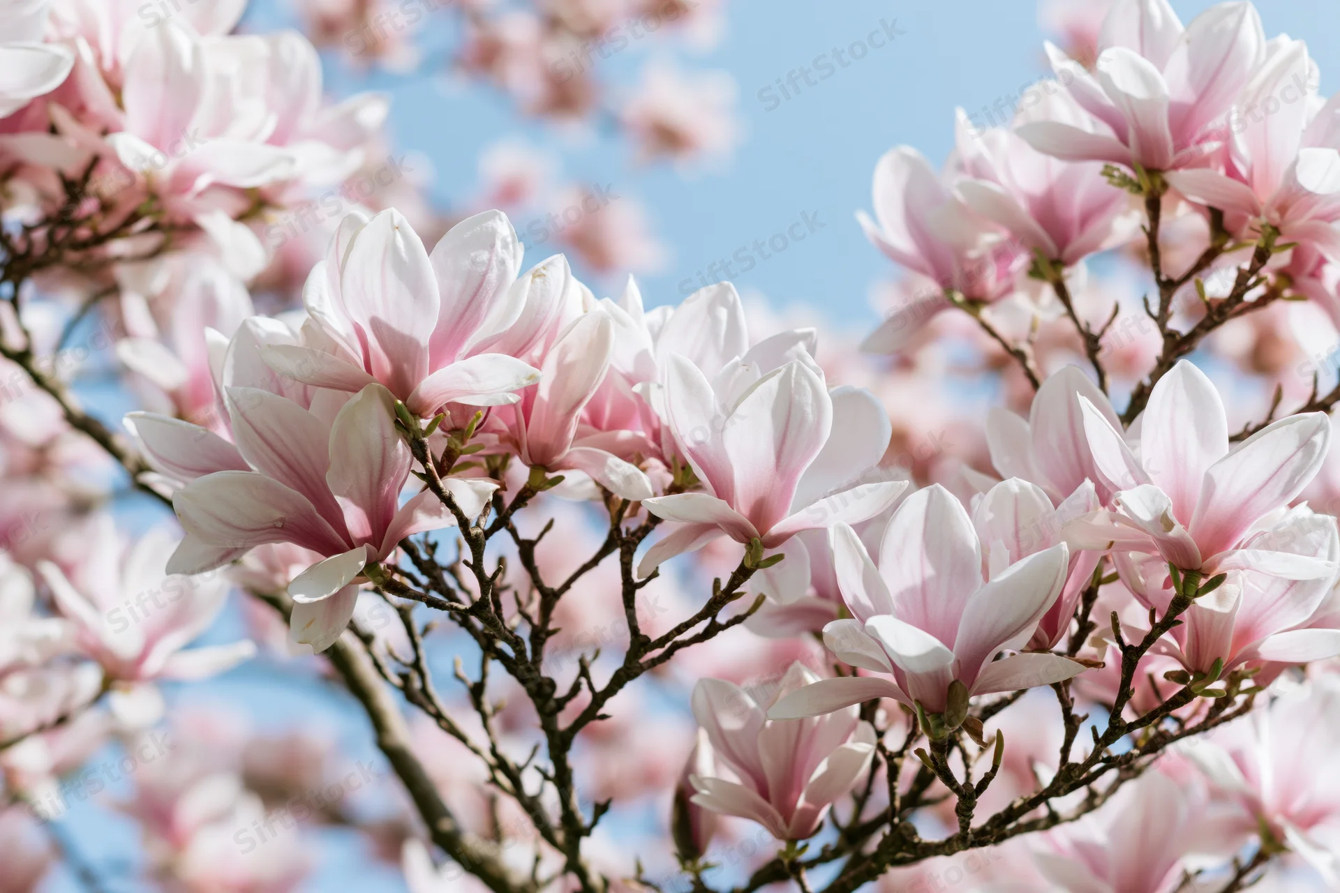 Magnolia blossoms in full bloom on branches against a blue sky