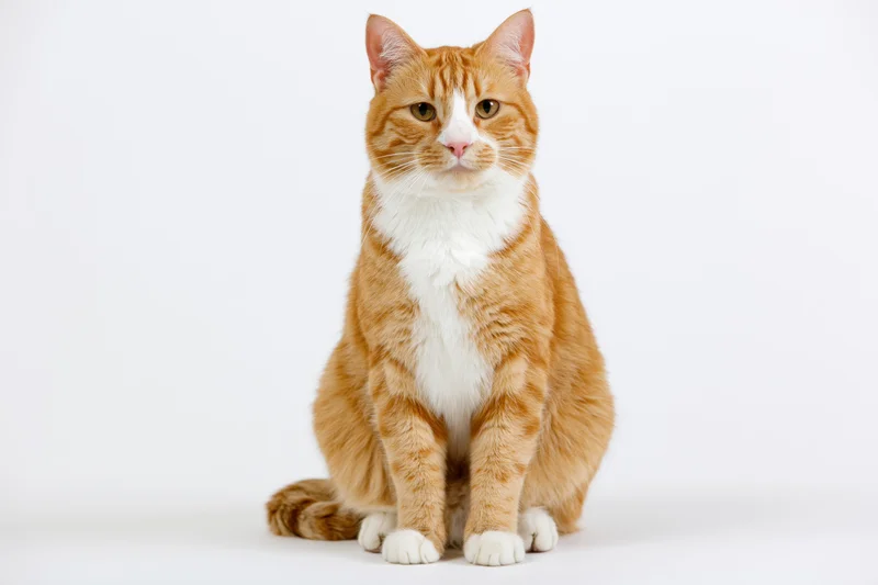 Orange and white tabby cat sitting upright facing camera on white background