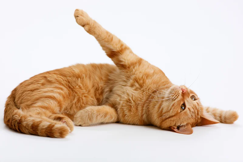 Orange tabby cat lying on its side with one front paw raised on white background