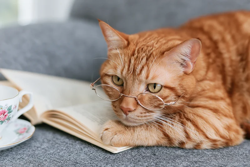 Orange tabby cat wearing round wire-rimmed glasses resting on open book on gray couch