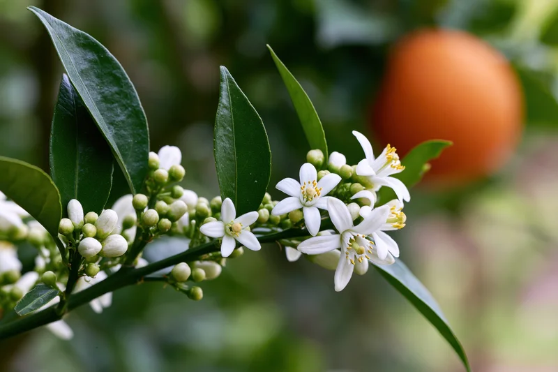 Orange tree branch with white blossoms and green buds in a garden setting