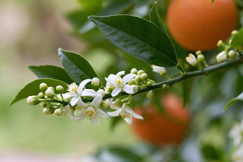 Orange tree branch with white blossoms and green buds in a garden setting