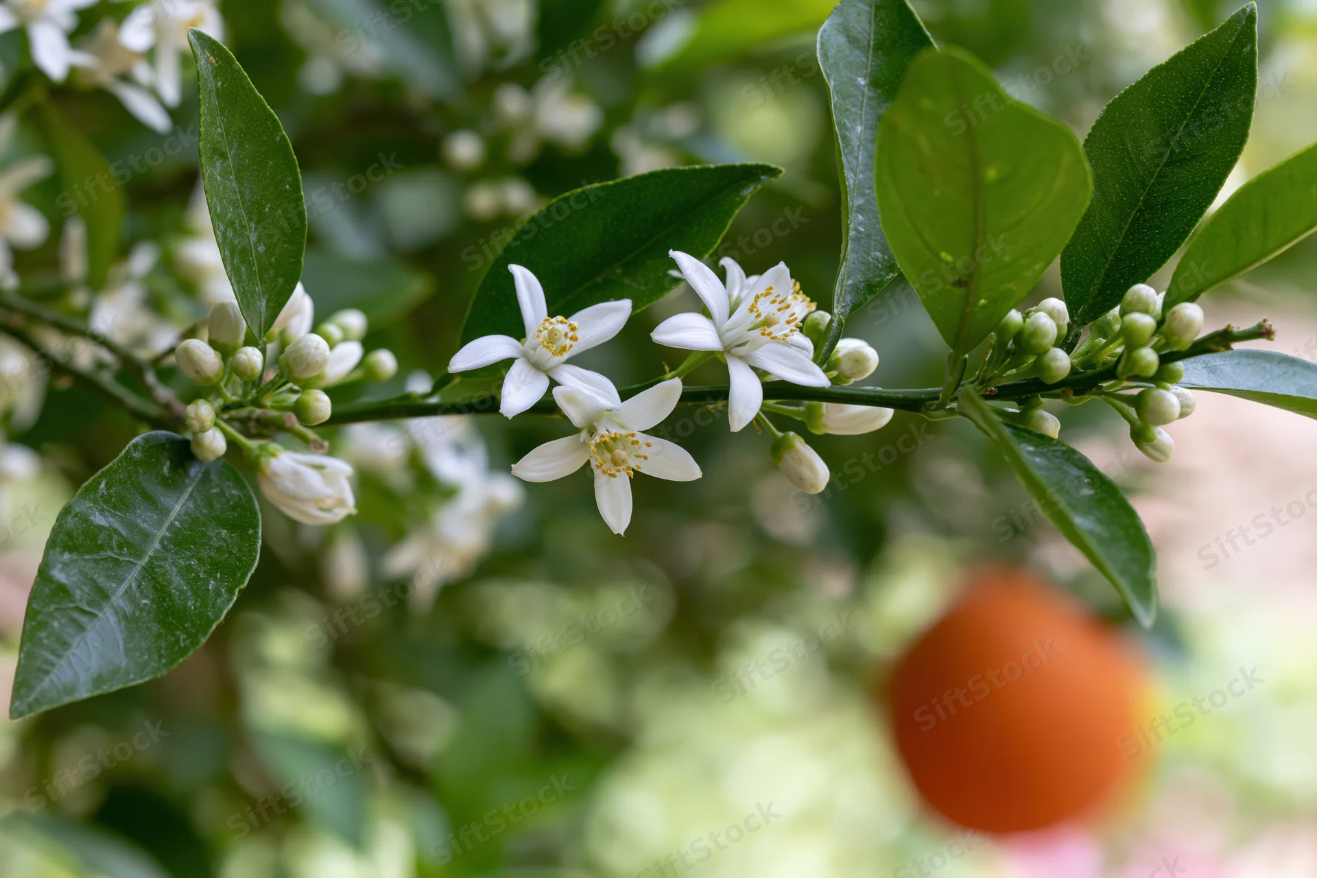 Orange tree branch with white blossoms and green buds in bloom, garden setting