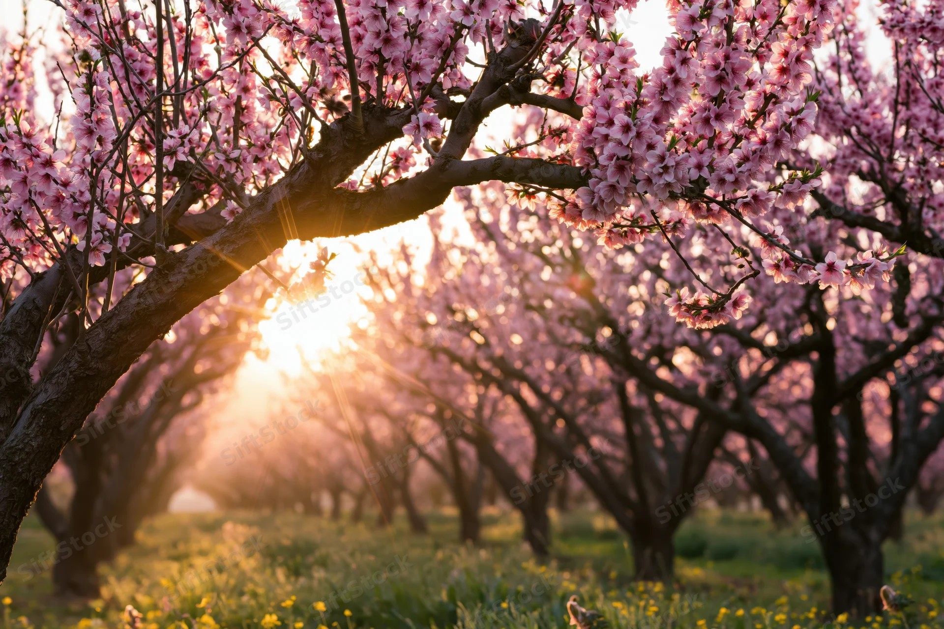 Peach trees in full bloom lining a field at golden hour with sunlight filtering through branches
