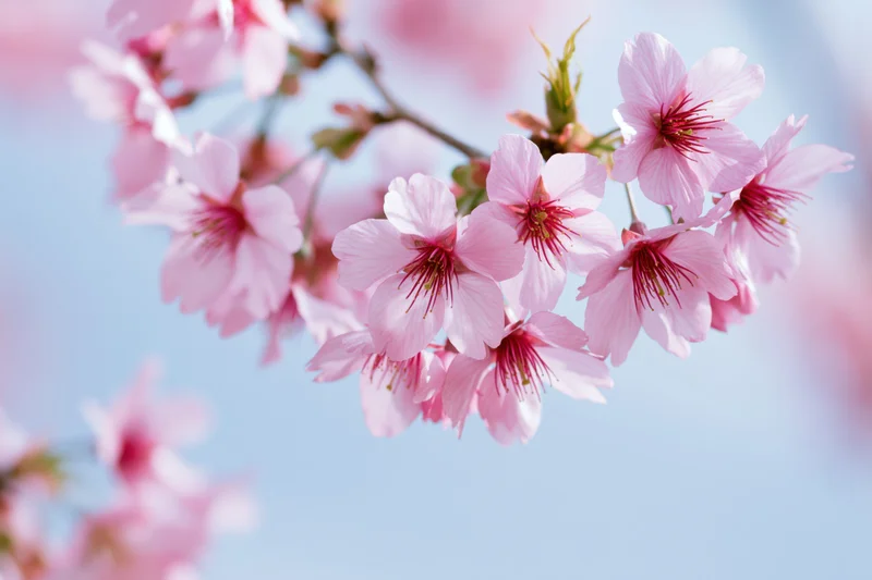 Cherry blossom branch with open pink flowers against a soft blue sky