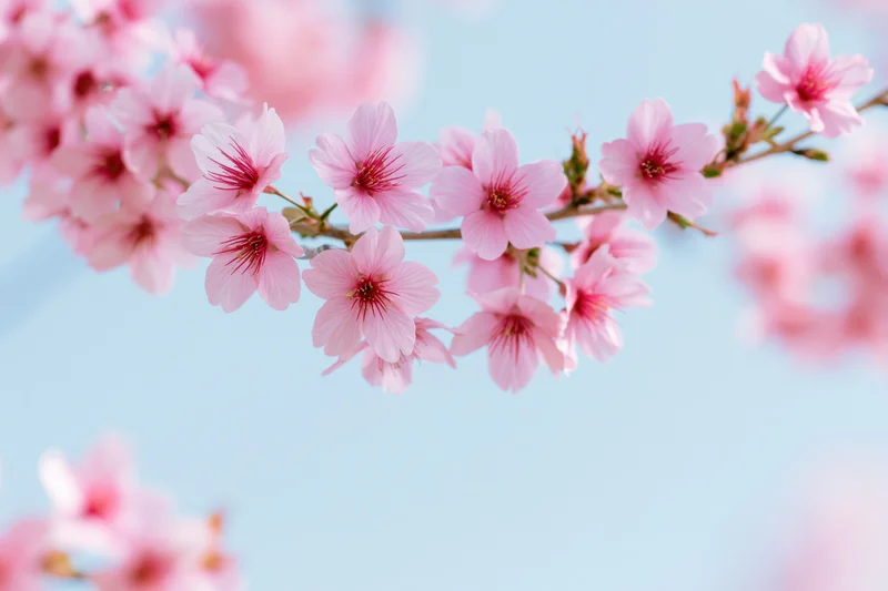 Cherry blossom branch with open pink flowers against a light blue sky