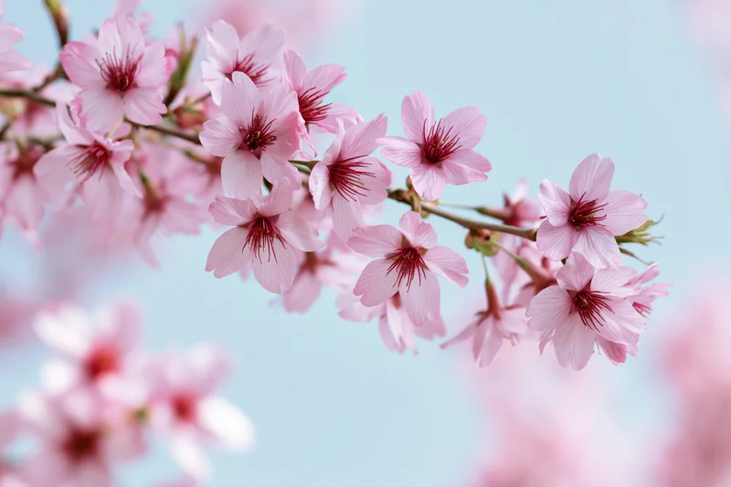Cherry blossom branch with open pink flowers against a soft blue sky