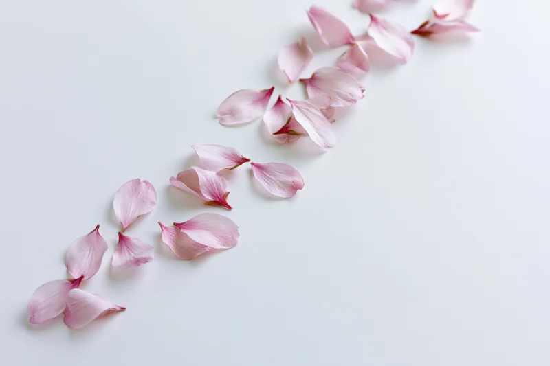 Cherry blossom petals scattered diagonally across a white surface