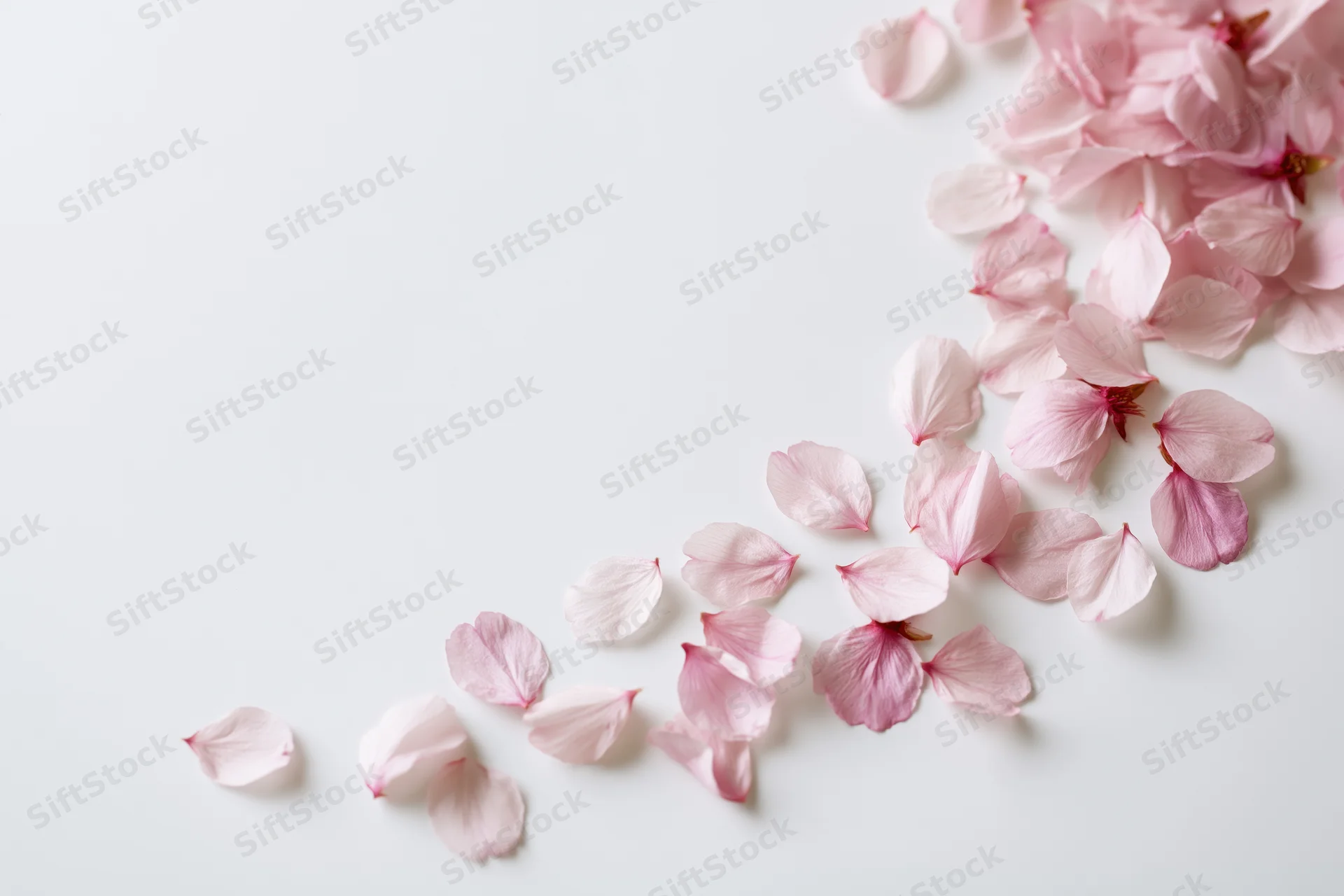 Scattered cherry blossom petals drifting across a white surface