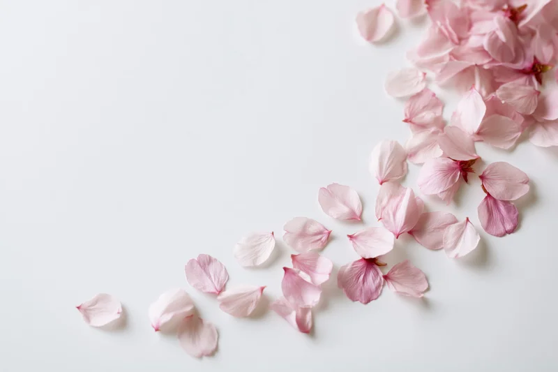 Scattered cherry blossom petals drifting across a white surface