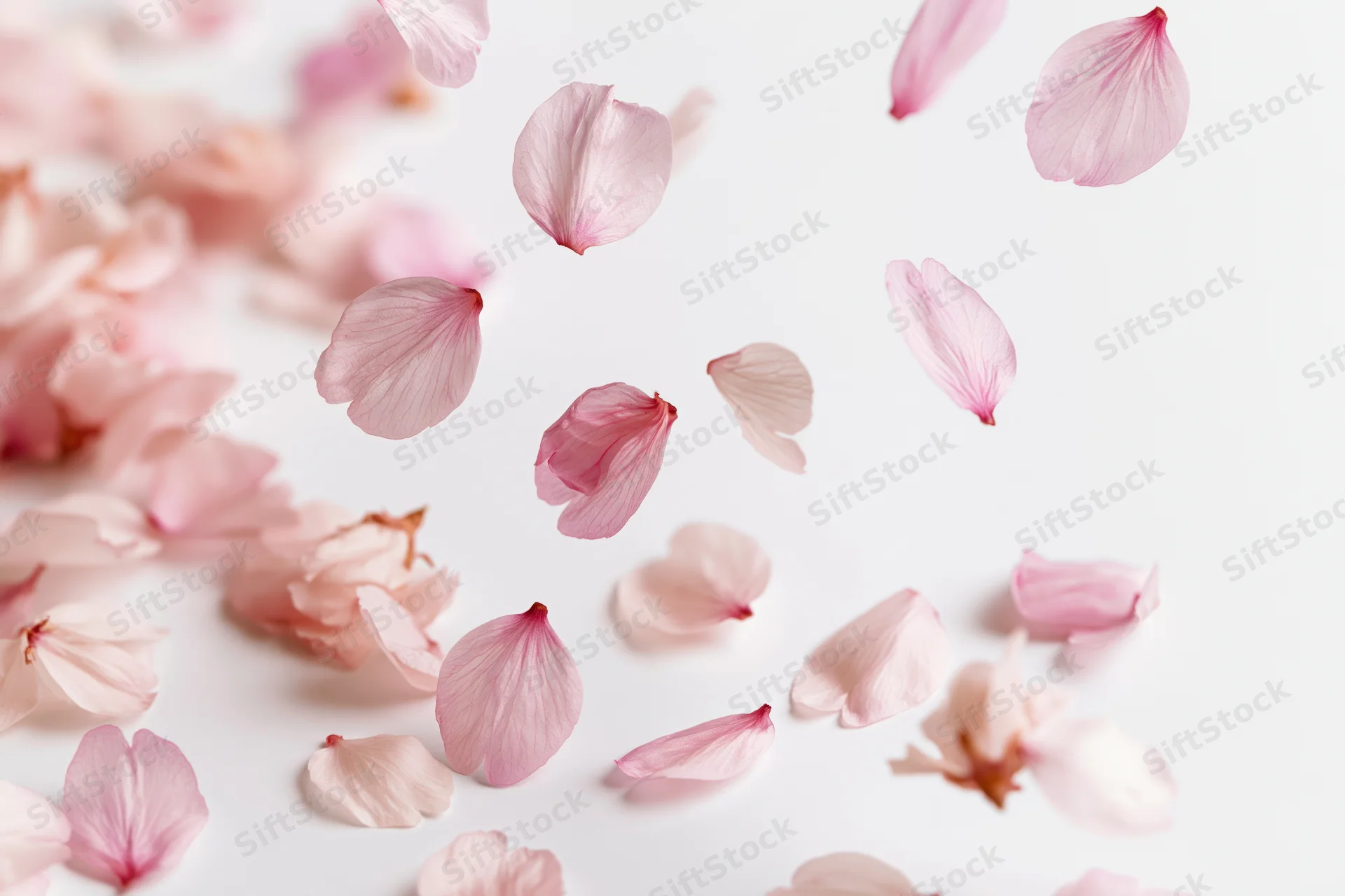 Cherry blossom petals floating and falling on a white surface