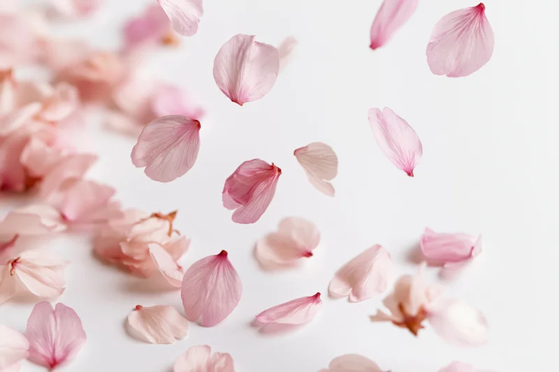 Cherry blossom petals floating and falling on a white surface