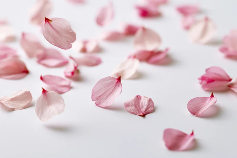 Cherry blossom petals scattered and floating on a white surface