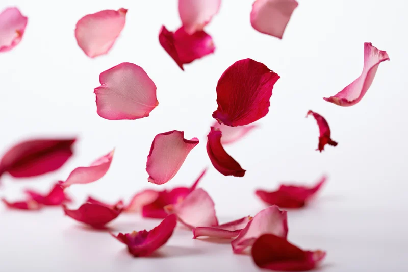 Rose petals floating and falling against a white background