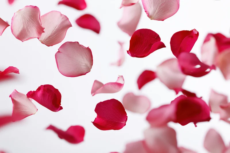 Rose petals floating and falling against a white background