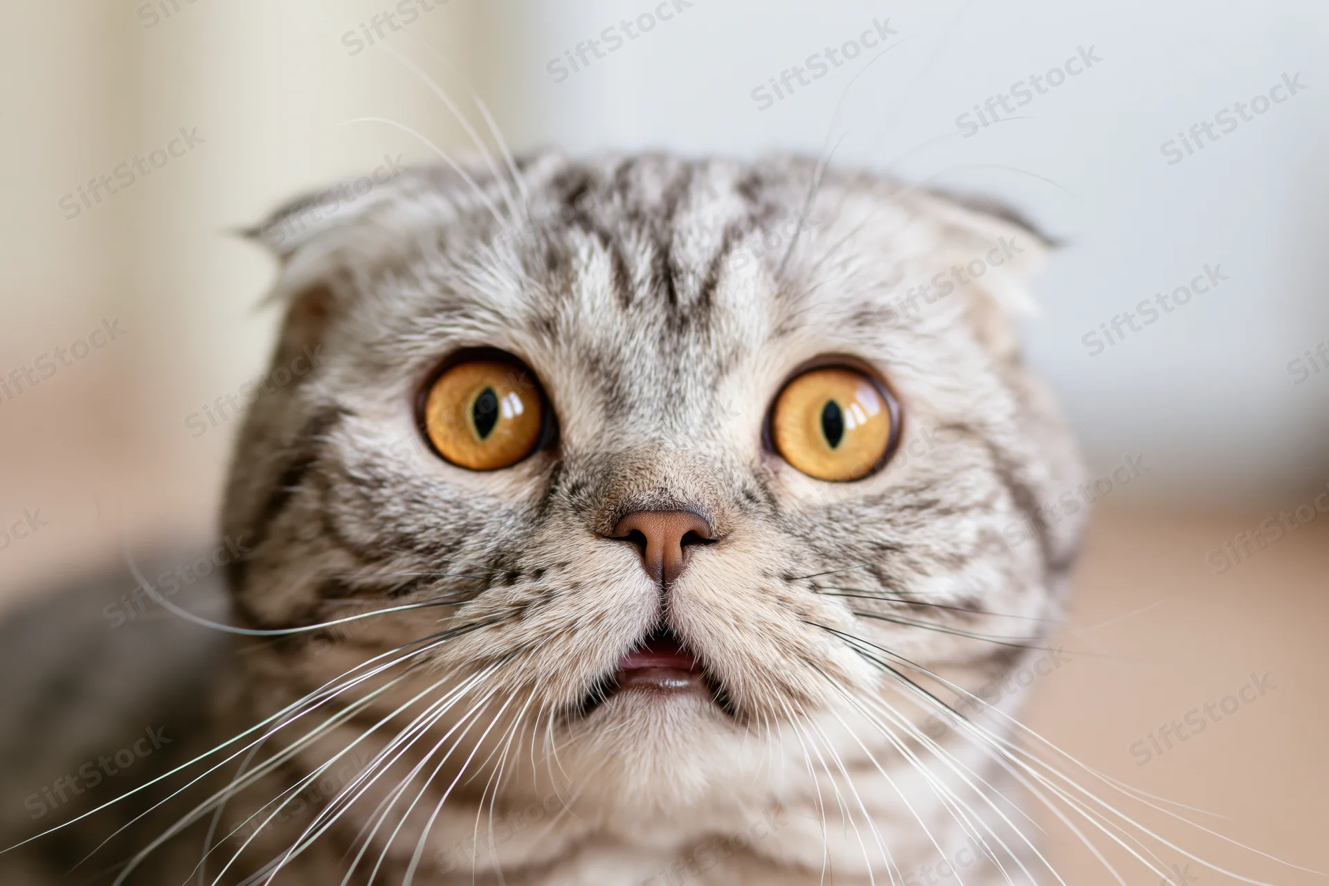 Scottishfold cat staring directly at camera with wide eyes and open mouth indoors