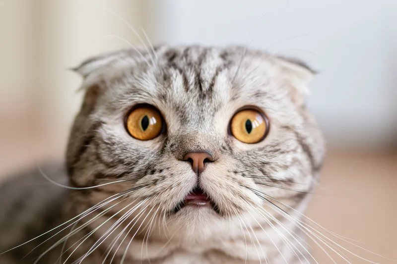 Scottishfold cat staring directly at camera with wide eyes and open mouth indoors
