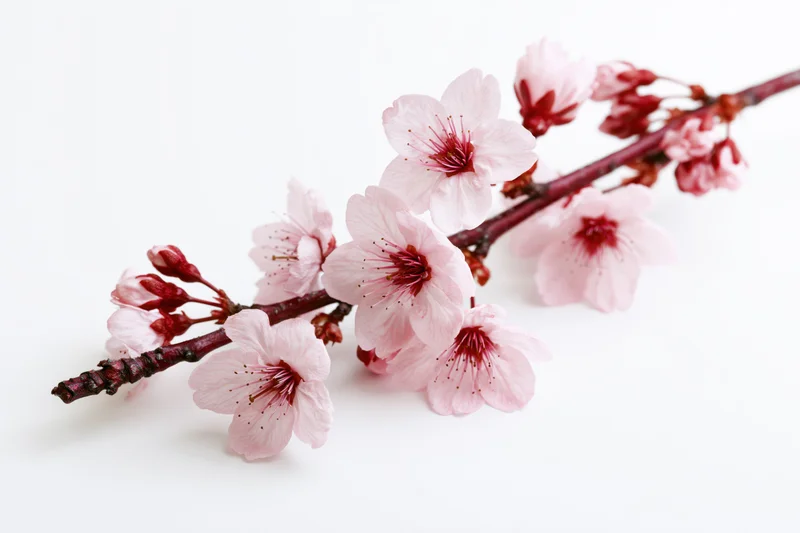 Cherry blossom branch with soft pink blooms and red-tipped buds on white background
