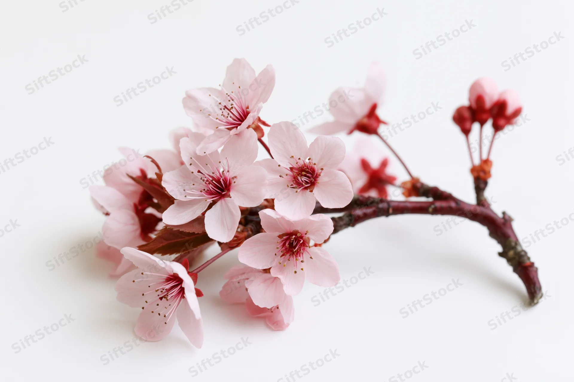 Cherry blossom branch with soft pink blooms and red-tipped buds on white background