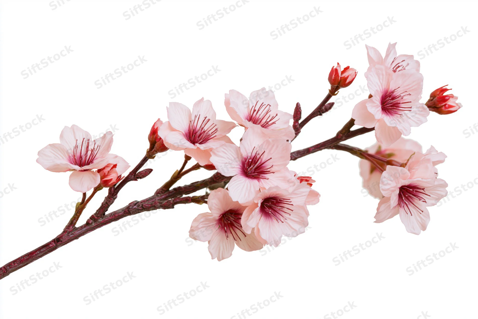 Cherry blossom branch with soft pink blooms and red buds on white background