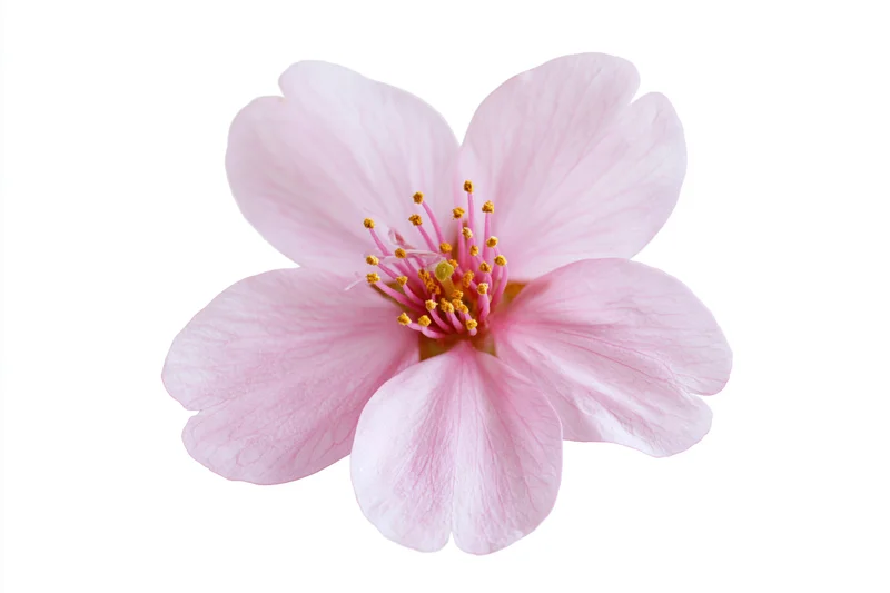 Single cherry blossom flower in full bloom isolated on white background