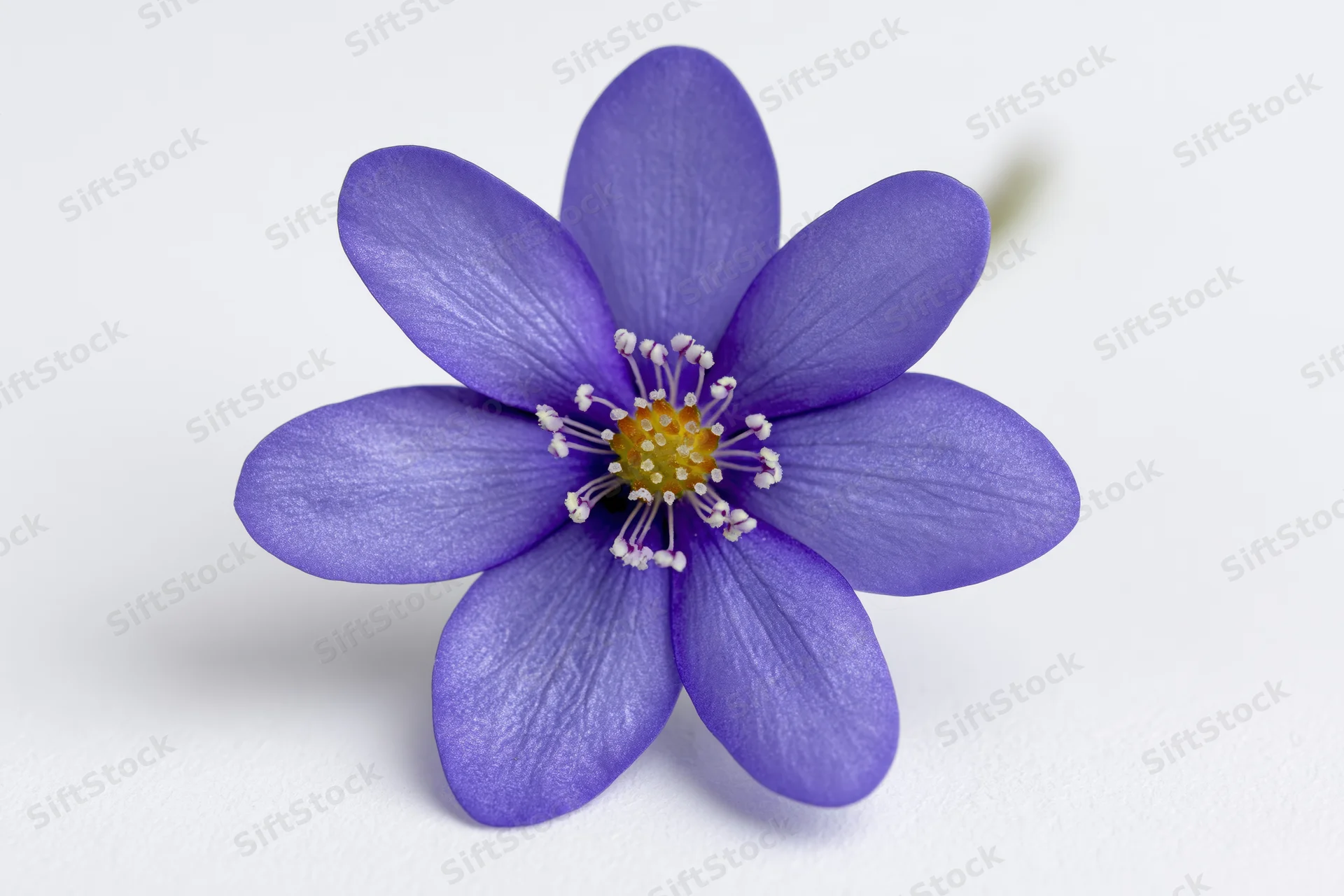 Single hepatica flower with six purple petals and yellow center on white background