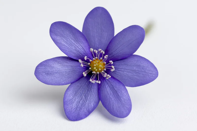 Single hepatica flower with six purple petals and yellow center on white background