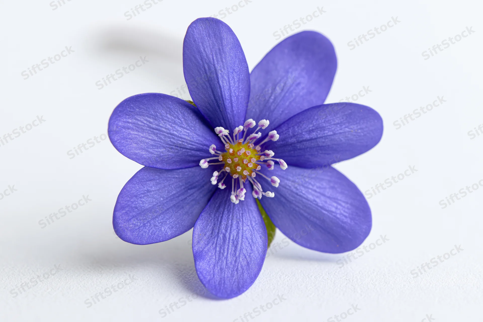 Single hepatica flower in bloom on white surface