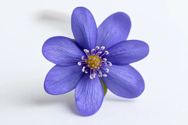 Single hepatica flower in bloom on white surface